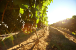 un-gfv-en-aoc-chateauneuf-du-pape