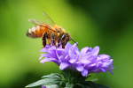 sur-la-biodiversite-3