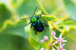 en-faveur-de-la-biodiversite