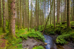 les-fonds-forestiers-ont-leur-indice