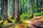 forets-francaises-un-investissement-refuge-a-labri-des-turbulences